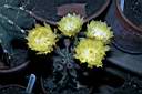 ECHINOPSIS SUBINERMIS_FIORE.jpg